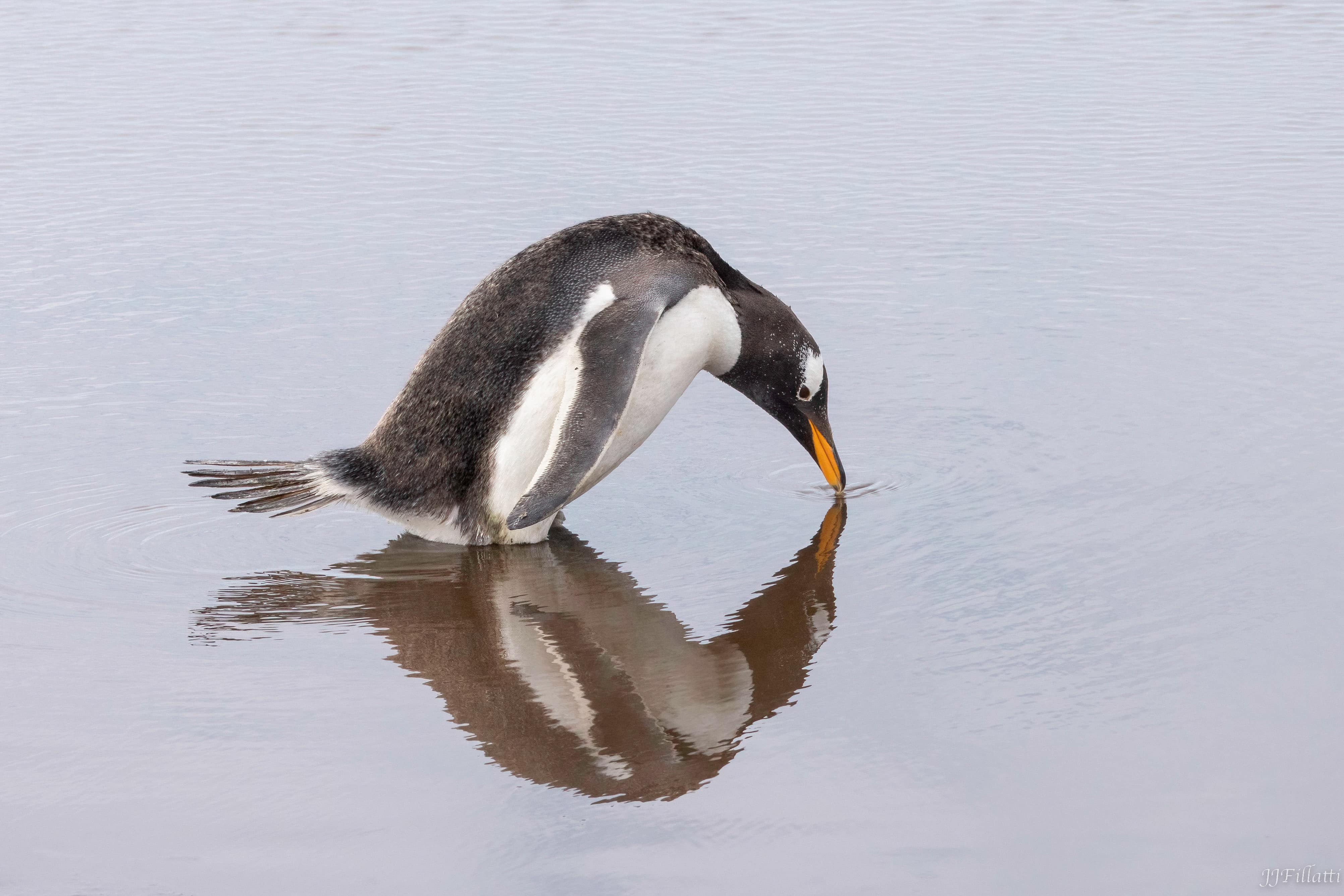 bird of the falklands image 27